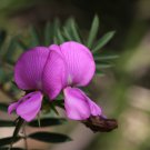 30 flower seeds purple Swainsona galegifolia, easy to grow  #IEB61