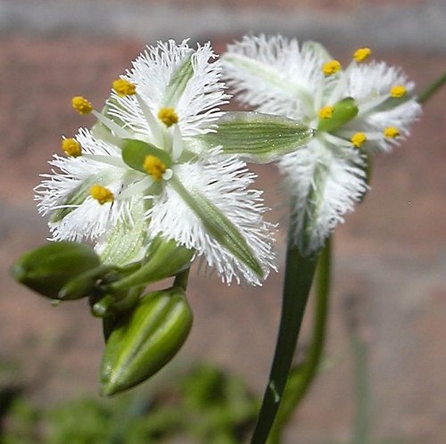 Flower Seeds White Trichopetalum Plumosum Feather, 10 Seeds #rbse61