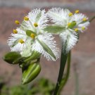 Flower seeds White Trichopetalum plumosum Feather, 10 seeds  	  #RBSE61