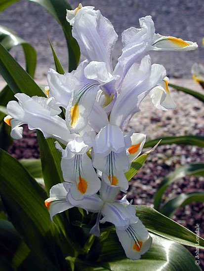 White Iris magnifica Juno flower 10 seeds, easy to grow     #RBSE61