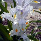 White Iris magnifica Juno flower 10 seeds, easy to grow     #RBSE61