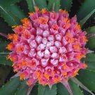 10 seeds pink Ochagavia carnea    #RBSE61