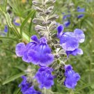 10 Flower seeds blue  Salvia azurea grandiflora Sage, easy to grow     #RBSE61