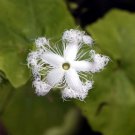 15 seeds white color Trichosanthes lepiniana, easy to grow           #RBSE61