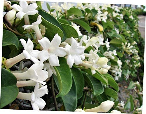 10 seeds white Stephanotis floribunda Madagascar Jasmine, fast growing       #RBSE61