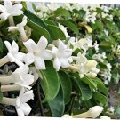 10 seeds white Stephanotis floribunda Madagascar Jasmine, fast growing       #RBSE61