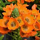 8 seeds purple Ornithogalum durium or Snake Plant    #RBSE61
