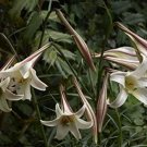 10 seeds Lilium formosanum var. pricei  , fast growing   #RBSE61