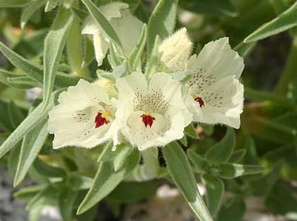 8 flower seeds Mohavea confertiflora or Ghost, easy to grow  #RBSE61