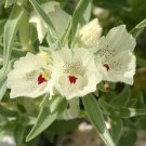 8 flower seeds Mohavea confertiflora or Ghost, easy to grow  #RBSE61