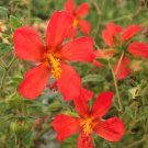 8 seeds Pavonia missionum Orange Hibiscus, fast growing #RBSE61