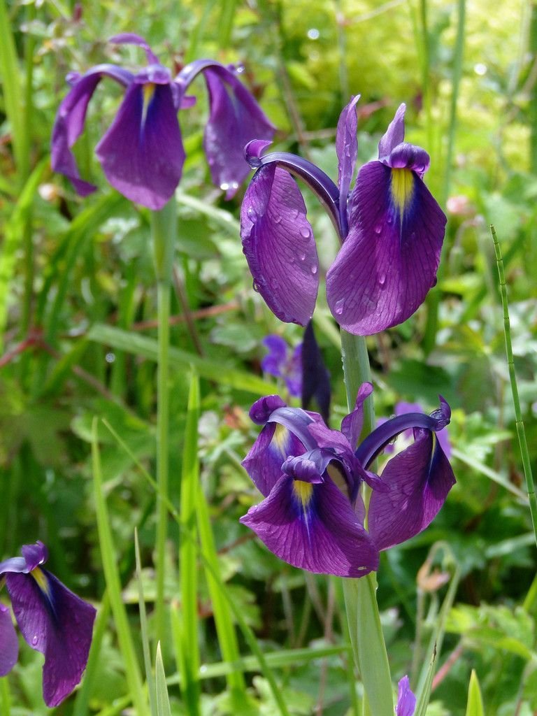 6 flower seeds purple Iris ensata v. spontanea, easy to grow     #RBSE61