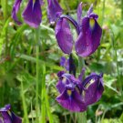 6 flower seeds purple Iris ensata v. spontanea, easy to grow     #RBSE61
