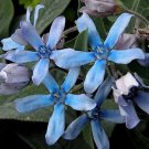 10 seeds Blue Star Milkweed Oxypetalum caeruleum or Tweedia, fast growing   #RBSE61