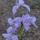 10 flower seeds purple Morea polystachya or African Iris, fast growing  #RBSE61