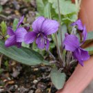 10 flower seeds Viola mandschurica Fuji Dawn variegated     #RBSE61