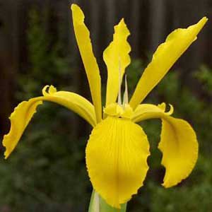 5 flower seeds yellow Iris crocea, easy to grow #RBSE61
