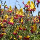 10 flower seeds Schizanthus coccineus, easy to grow   #RBSE61