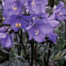 15 flower seeds purple rain Polemonium yezoense. Great for your garden   #RBSE61