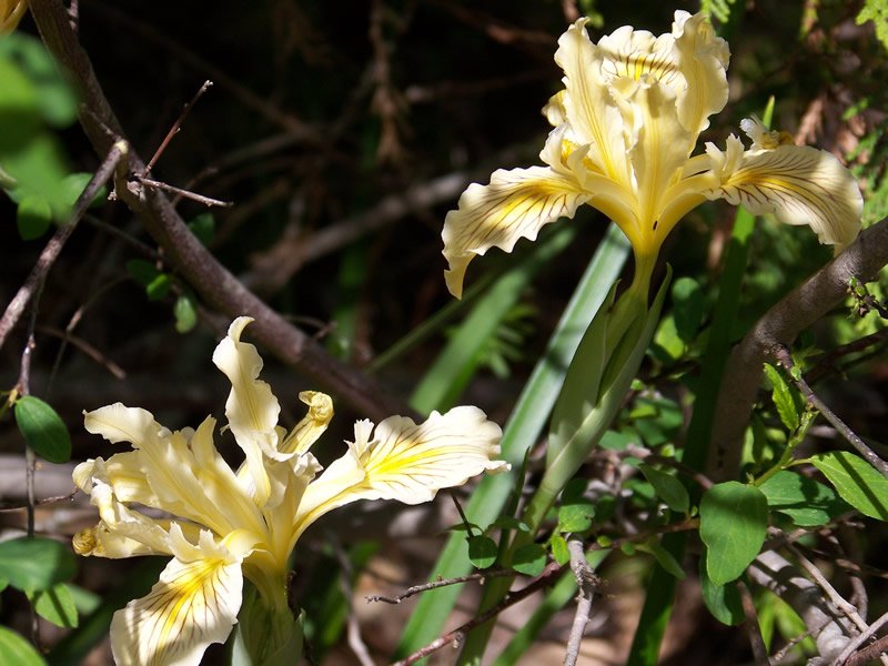 8 flower seeds yellow Iris bracteata or Siskiyou, easy to grow  #RBSE61