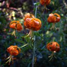 10 flower seeds Lilium pardalinum Leopard Lily     #RBSE61