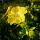 10 flower  seeds yellow Mirabilis multiflora, easy to grow    #RBSE61