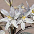 10 flower seeds Hesperocallis undulata or Desert Lily, easy to grow    #RBSE61