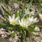 White Lewisia nevadensis Nevada lewisia 10 seeds, fast growing  #RBSE61