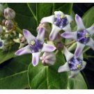 10 seeds Calotropis Gigantea Giant Milkweed #RBSE61