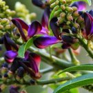 5 seeds/cutting Millettia reticulata Evergreen Wisteria, easy to grow  #RBSE61