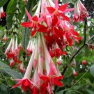 10 seeds Fuchsia boliviana Alba, easy to grow  #RBSE61