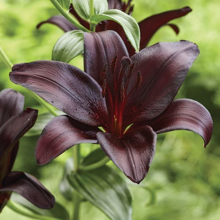 10 seeds Lilium Night Rider Violet Black , easy to grow #RBSE61