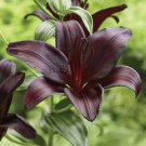 10 seeds Lilium Night Rider Violet Black , easy to grow #RBSE61
