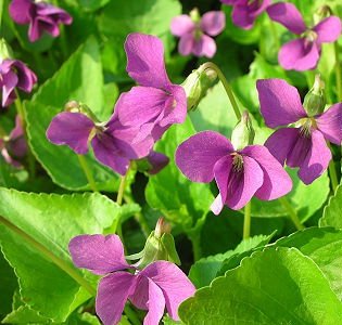 10 seeds red Viola sororia Rubra Wooly Violet Emperor Magenta     #RBSE61