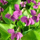 10 seeds red Viola sororia Rubra Wooly Violet Emperor Magenta     #RBSE61