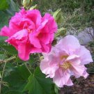 25 flower seeds Hibiscus mutabilis Cotton Rose double, easy to grow   #RBSE61