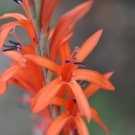 10 flower seeds Watsonia gladioloides Orange Dwarf or Bugle Lily    #RBSE61