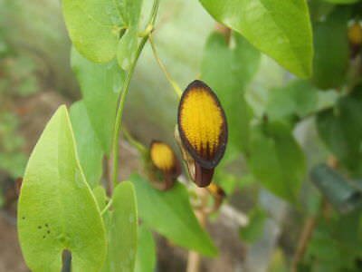 10 flower seeds Aristolochia sempervirens Pipevine, easy to grow       #RBSE61