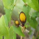 10 flower seeds Aristolochia sempervirens Pipevine, easy to grow       #RBSE61