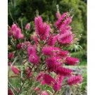 20 flower seeds Callistemon violaceus Violet Bottlebrush, easy to grow    #RBSE61