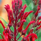 15 seeds Lobelia tupa, easy to grow  #RBSE61