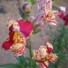 500 flower seeds Antirrhinum majus Torbay Rock, easy to grow     #RBSE61