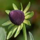 15 flower seeds  Rudbeckia occidentalis Western coneflower, easy to grow     #RBSE61