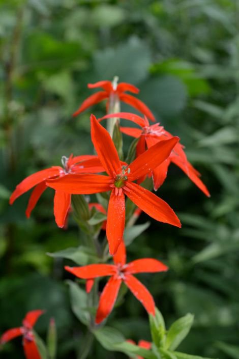 10 flower seeds red Silene regia or Royal Catchfly, fast growing   #RBSE61