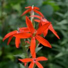 10 flower seeds red Silene regia or Royal Catchfly, fast growing   #RBSE61