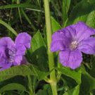 15 flower  seeds Ruellia strepens Limestone Wild Petunia, easy to grow         #RBSE61