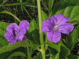 15 flower  seeds Ruellia strepens Limestone Wild Petunia, easy to grow         #RBSE61