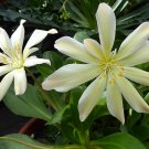 10 flower seeds Lewisia tweedyi Tweedys Lewisia, easy to grow   #RBSE61
