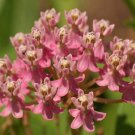 10 flower seeds pink Asclepias incarnata Soulmate     #RBSE61