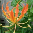 10 seeds Gloriosa virescens var. plantii, easy to grow     #RBSE61